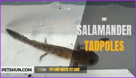 Are salamanders tadpoles?