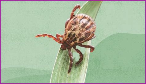 Can drywall make you sick?