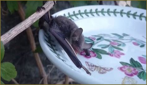 Do bats like salt water?