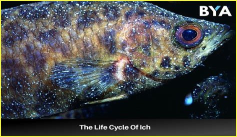 What causes fish ich?