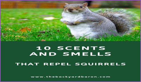 What herbs repel squirrels