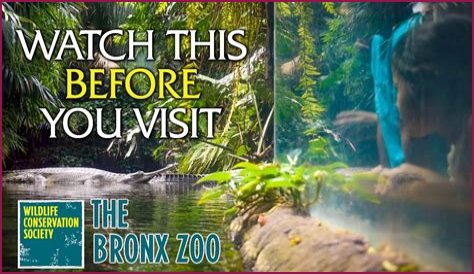 What is total experience at Bronx Zoo?
