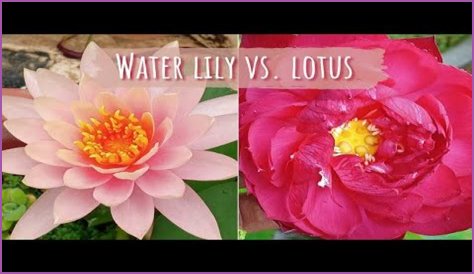 What is water lily flower