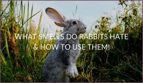 What smells do rabbits hate?