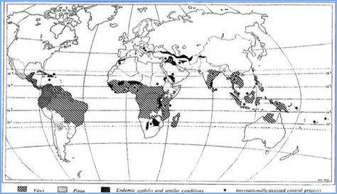 Where is Treponema pallidum found?
